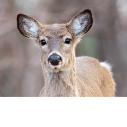 DEER DEER DEER DEER