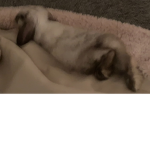 Cuties cookie