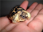 little turtle group
