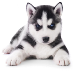 The Doggie Fam