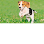 team cute puppy
