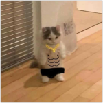 random group to transfer bobux
