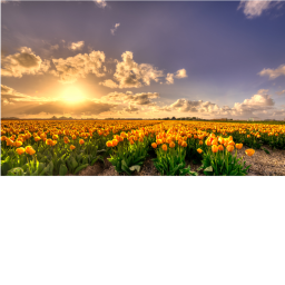 Flowers Group Hangout!