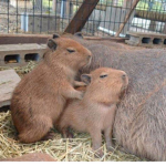 Capybaras under water