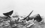 SeaShanty Club