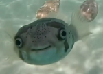 FishForFisch