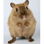 ~Hamster group~
