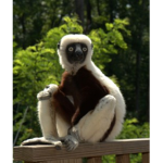 Zoboomafoo 2