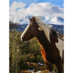 South Hoof Herd