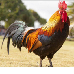 Rooster Gang Hangout