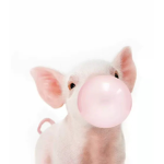 Piggy fun Squad