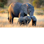 Elephant Fans For Life