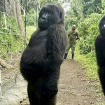 Grumpy Gorilla