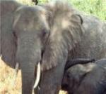 Save our elephants group