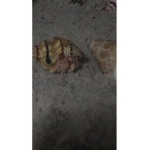 Hermit crab sancuary