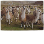 The Groovy Alpaca Army