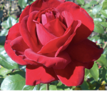 Rosses923