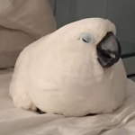parrot cute