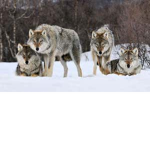 WolfmanYT_OfficialGroup
