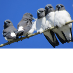 Birdz!