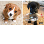 Puppies place