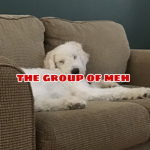 The Group Of Meh