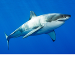 Sharky quad