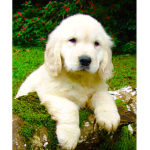 PUPPYS ARE COOL ARE COOL