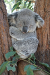 Mako koalas!