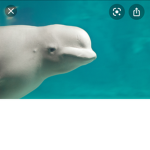 The Awesome Belugas