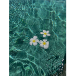 hibiscus’s appeal