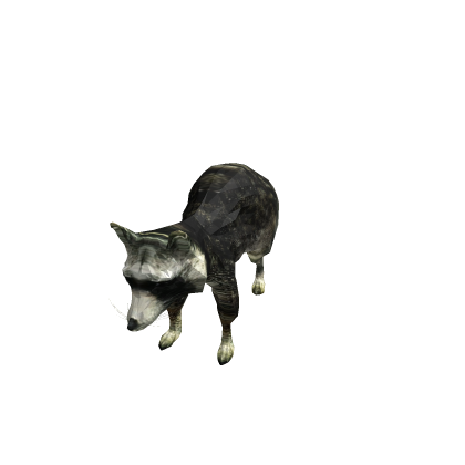 Low Poly Racoon