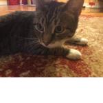 Cat yumm