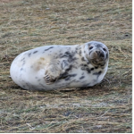 Seal at Donna nook