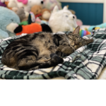 KITTIES ARE ADORBS