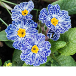 ~Primrose~