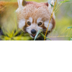 DA PANDA PEOPLE