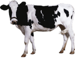 United Cows of Roblox