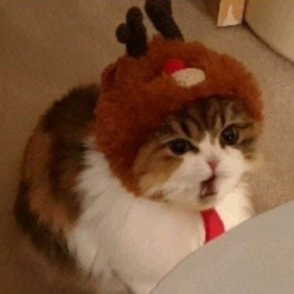 Cute Christmas Angy cat angry Roblox decal
