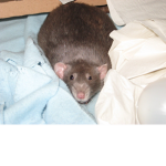 Rat's for life Group