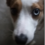nuya