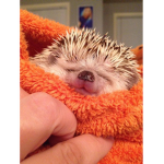 The Berserk Hedgehogs