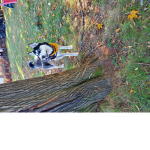 I love dogs .