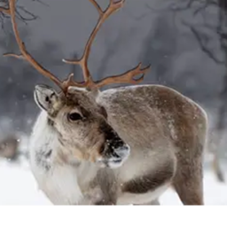 (NEW) REINDEER HOME