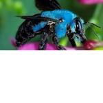 The Sea Bees
