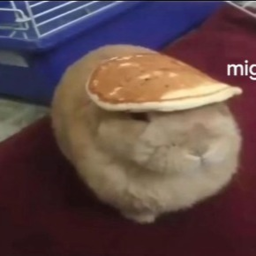 ダチは私が落ちるのを見たい
