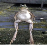 kggkkgu