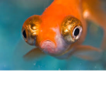 Fishy4Life