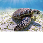 The turtle lunatics