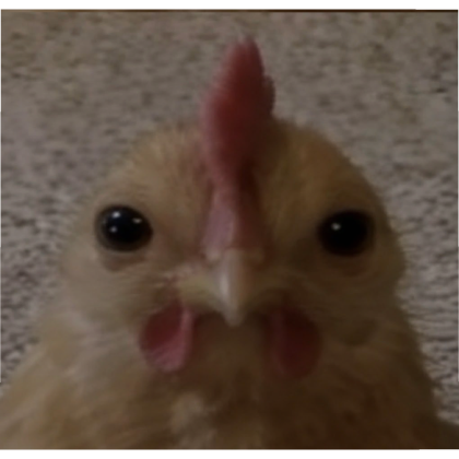Chicken pfp